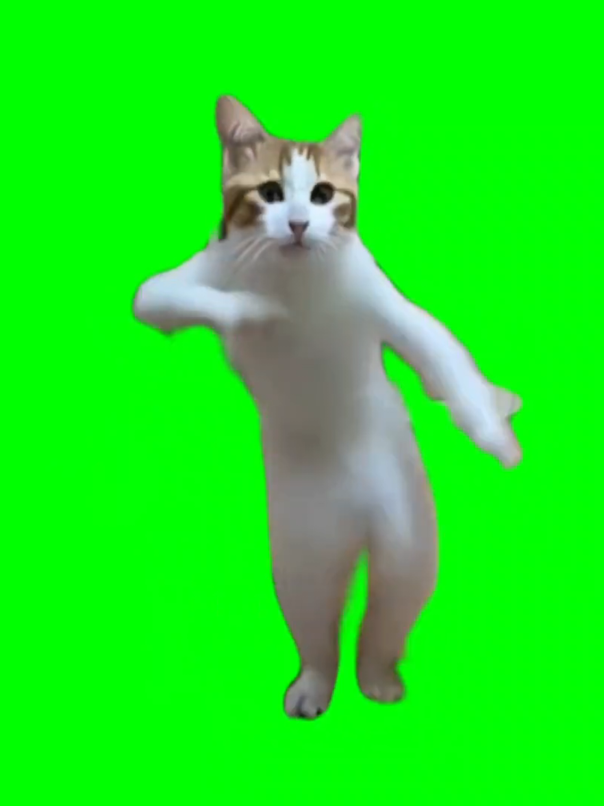 Green screen Gangnam style cat dance #greenscreen #greenscreenvideo #fyp #greenscreensticker #greenscat 