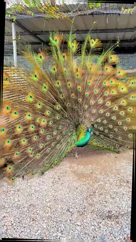 Peacock opens its screen, auspicious and auspicious #tiktok #foryou #fyp #peacock #beautiful bird