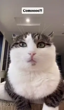 #cat #paratiiiiiiiiiiiiiiiiiiiiiiiiiiiiiii #humor #paratiii #comedia 