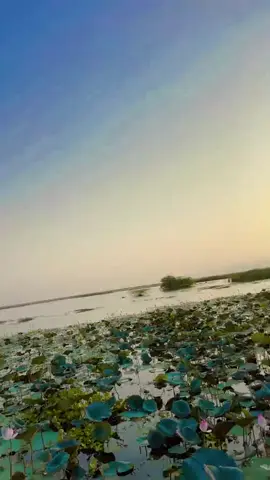 dhola