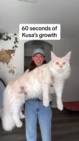 #cat #catsoftiktok 