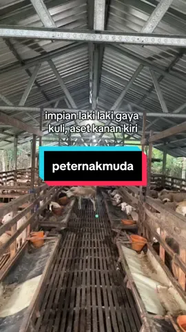 bismillah😇#pengusahamuda #usaha #ternak #peternakmuda #domba 