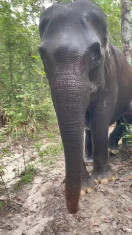 Setiap hari, Mama Ria makin cantik saja 🤍✨.  Untuk sementara ia tak lagi bersama Domang, karena si kecil sedang belajar disapih. Nanti kalau Domang sudah siap, kita pertemukan kembali ya.  Sehat selalu, Mama Ria