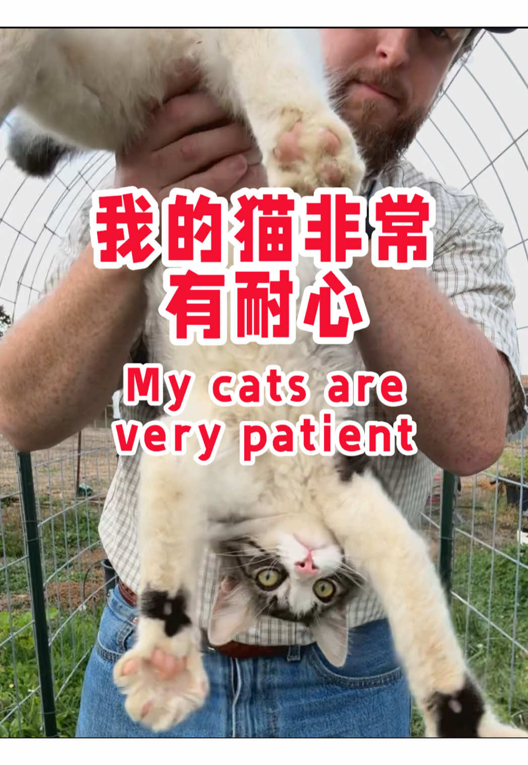 我从来没有见过如此友好和耐心的农场猫。我们农场里的其他猫都很野蛮。 I have never met a farm cat this friendly and patient. All of our other farm cats have been wild and feral. #大胡子牛仔 #farmcat #chinese #chinesetiktok #catsoftiktok 