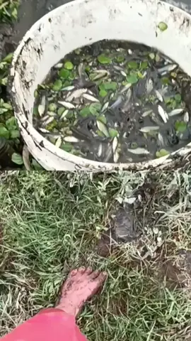 mancing masal sak rt 😄 🤣 😂 