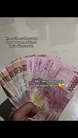 cair💸💵🫠#peternakmuda #fyp #foryoupage #tiktok #ayamfilipin🇵🇭 
