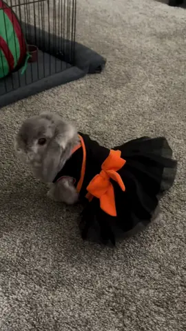 He likes being my lil doll #bunny #lop #fyp #fall #fit 