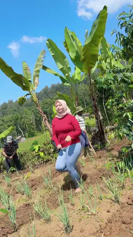 Panen kopi