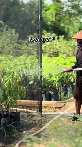ketinggian mulai 50cm sampai 2 meter siap di kebunkan & di buahkan. Aneka Jenis alpukat Populer: -   Alpukat Aligator  -   Alpukat Miki -   Alpukat siger -   Alpukat RARA -   Alpukat Red vietnam bisa grosir eceran ataupun partai Lokasi kec. pekalongan lampung timur Info harga dan pesanan bisa tanya-tanya di📲Wa085709693466