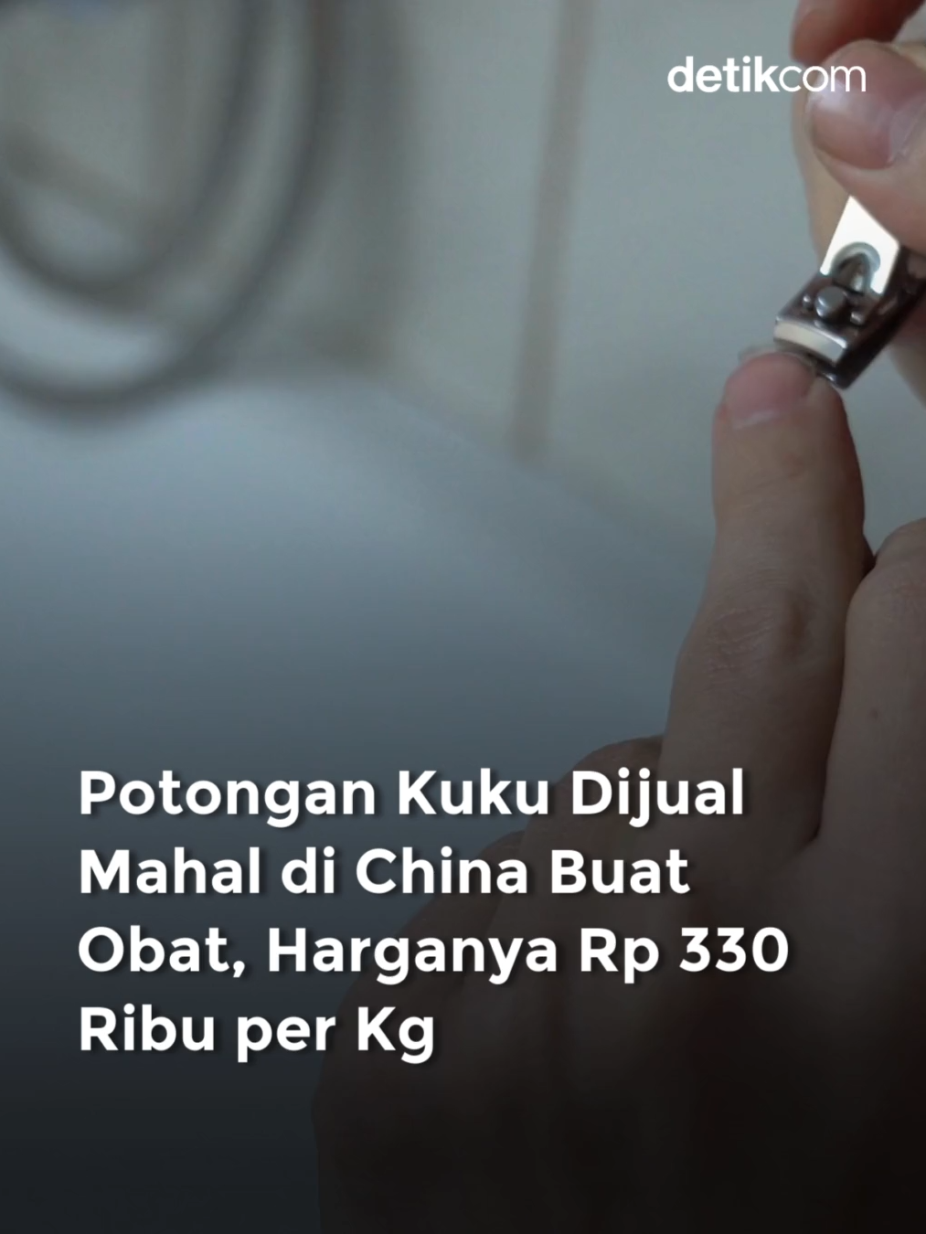 Potongan kuku seringkali dibuang karena begitu menjijikkan. Namun, di China barang sisa ini justru dimanfaatkan sebagai salah satu bahan pengobatan tradisional. Kuku dianggap memiliki nilai yang cukup tinggi sebagai bahan ramuan yang mengobati perut kembung pada anak hingga amandel. Selain itu, kuku manusia yang disebut sebagai jin tui ini juga diyakini membersihkan racun dari tubuh hingga mempercepat penyembuhan luka. Dikutip dari Oddity Central, perusahaan yang memproduksi obat tradisional China kabarnya membeli potongan kuku dari sekolah dan desa-desa. Kuku yang dibeli kemudian dicuci hingga bersih, dikeringkan, dan digiling menjadi bubuk halus. Bubuk kuku yang sudah bersih ini lalu dicampurkan dalam berbagai produk obat. Harga kuku cukup tinggi karena ketersediaannya yang rendah. Rata-rata orang dewasa hanya menumbuhkan sekitar 100 gram kuku tiap tahunnya. Media China Kankan News belum lama ini melaporkan seorang wanita di Hebei yang menjual potongan kuku secara online. Ia menjualnya dengan harga 150 yuan atau sekitar Rp 330 ribu per kg. Perempuan yang tak disebutkan namanya itu sudah mengumpulkan kuku sejak kecil dan memutuskan untuk menjualnya. Baca artikel detikHealth, selengkapnya pada link di atas! Video: Ilustrasi gunting kuku (Canva) Creator: Prastiwi #guntingkuku #potongankuku #detikcom