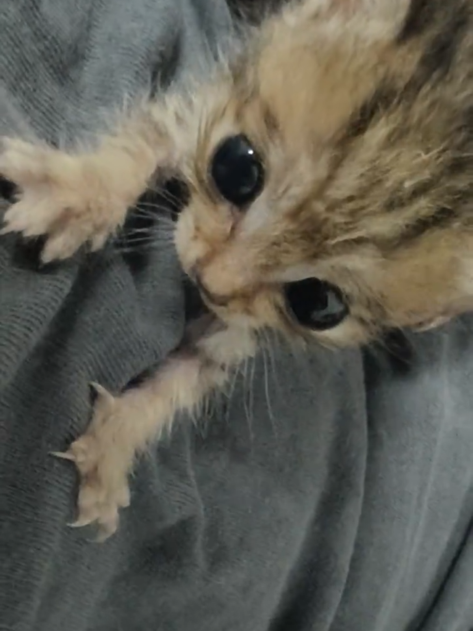 So cute #cutecat #pet #kucing #kitty #funny 