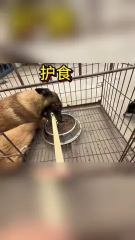 #huấnluyệnchó #chó_cưng #chócute 