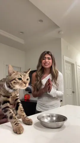 I'll get it right next time jasper🥲 #fyp #foryoupage #viral #viralvideo #cats 