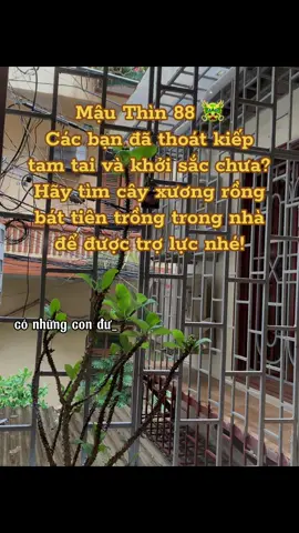 Mậu Thìn 88 🐲 Các bạn đã thoát kiếp tam tai và khởi sắc chưa? Hãy tìm cây xương rồng bát tiên trồng trong nhà để được trợ lực nhé! #mauthin1988 #tamtai #tuvisomenh #phongthuytamlinh #menhmoc 