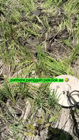 panggah pekook ae 🤣 #metaldetecktor #hartakarun #indonesia 
