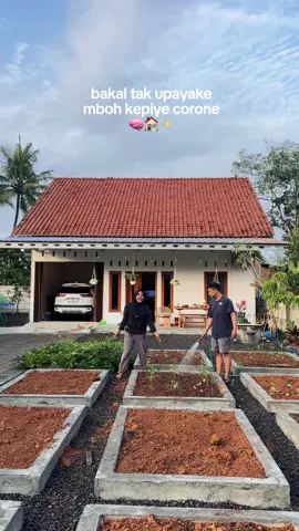 Rekomendasi tumbuhan atau sayur  yang gampang perawatannya ya teman-teman, karena ilmu berkebun kami masih 0% ☺️ #mawarda #tumbuhan #sayur #berkebun #hidupdidesa 