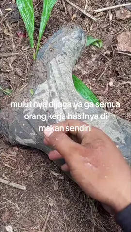 #kulisawitkalimantan #pejuangrupiah 