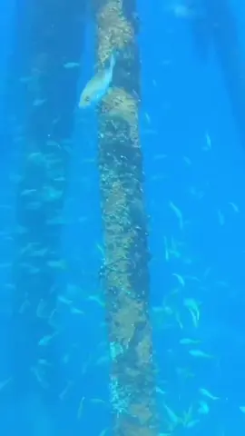 #spearfishing #freediving #fish #spear #diving 