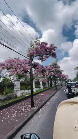 Sakura ta iki? 😍 #unud #udayana #flowers #fyp #sakura