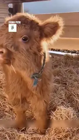 Diusir Ibunya, Dirawat Manusia, Pertumbuhan Sapi Ini Bikin Merinding 🐮✨ #reels #viral #masukberanda #viralvideo 
