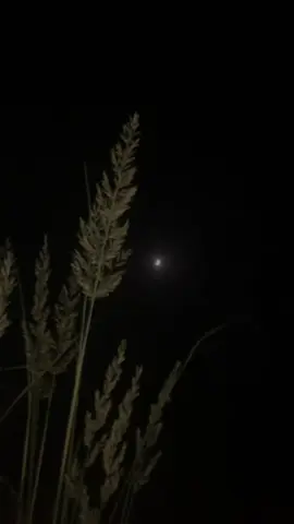 ‎وہ بھی چاند جیسا ہے۔خاموش ہے۔ بے حد حسین مگر دور سا،قریب ہوکر بھی دور لگتا ہے۔جیسے چاند۔۔جو نظر تو آتا ہے۔مگر چھوا نہیں جا سکتا۔کبھی کبھی کچھ لوگ زندگی میں ایسے ہی ہوتے ہیں۔دل کے بہت قریب مگر حقیقت میں ہمیشہ دور۔۔ #ghanikhan #sardaralitakkar #ghanikhanbabapoetry #fayazlala🥃🍾✌🔥 