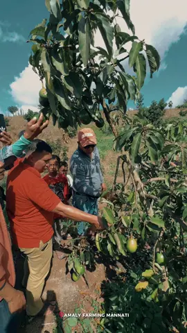 Minggu 28 September 2025 Saya Menerima kunjungan studi tiru Pemerintah Desa Bontomacinna bersama para kelompok tani di kebun percontohan Amaly Farm Sinjai. Karena kunci kemajuan pertanian adalah mau terus belajar dan berbagi pengalaman.