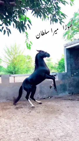 Mashallah Horse lover 