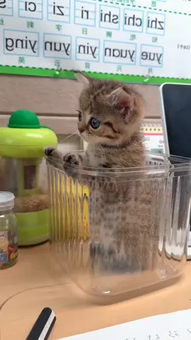 cute 🥰 #cats #cat #cute #fyp 