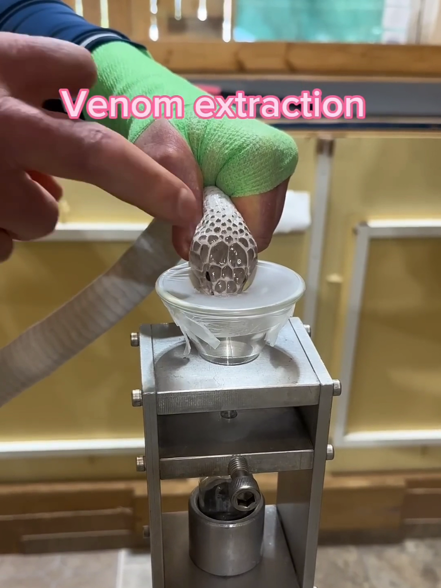 Snakes Venom extractions  Javan spitting cobra, Naja sputatrix. #coolsnakes #spittingcobra #naja #venomislife #venomoussnake  @Kentucky Reptile Zoo @Kentucky Reptile Zoo @Kentucky Reptile Zoo 