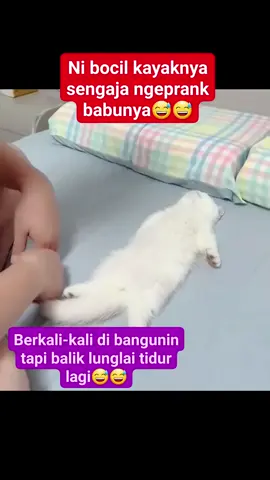 Ternyata di penghujung bulan bukan mamaknya aja yg #mager tapi si bocil #putihsalju-pun ikut²an mager alias badannya lunglai bagai tak bertulang 🤣🤣🤣