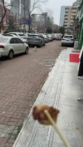 🐶🦮