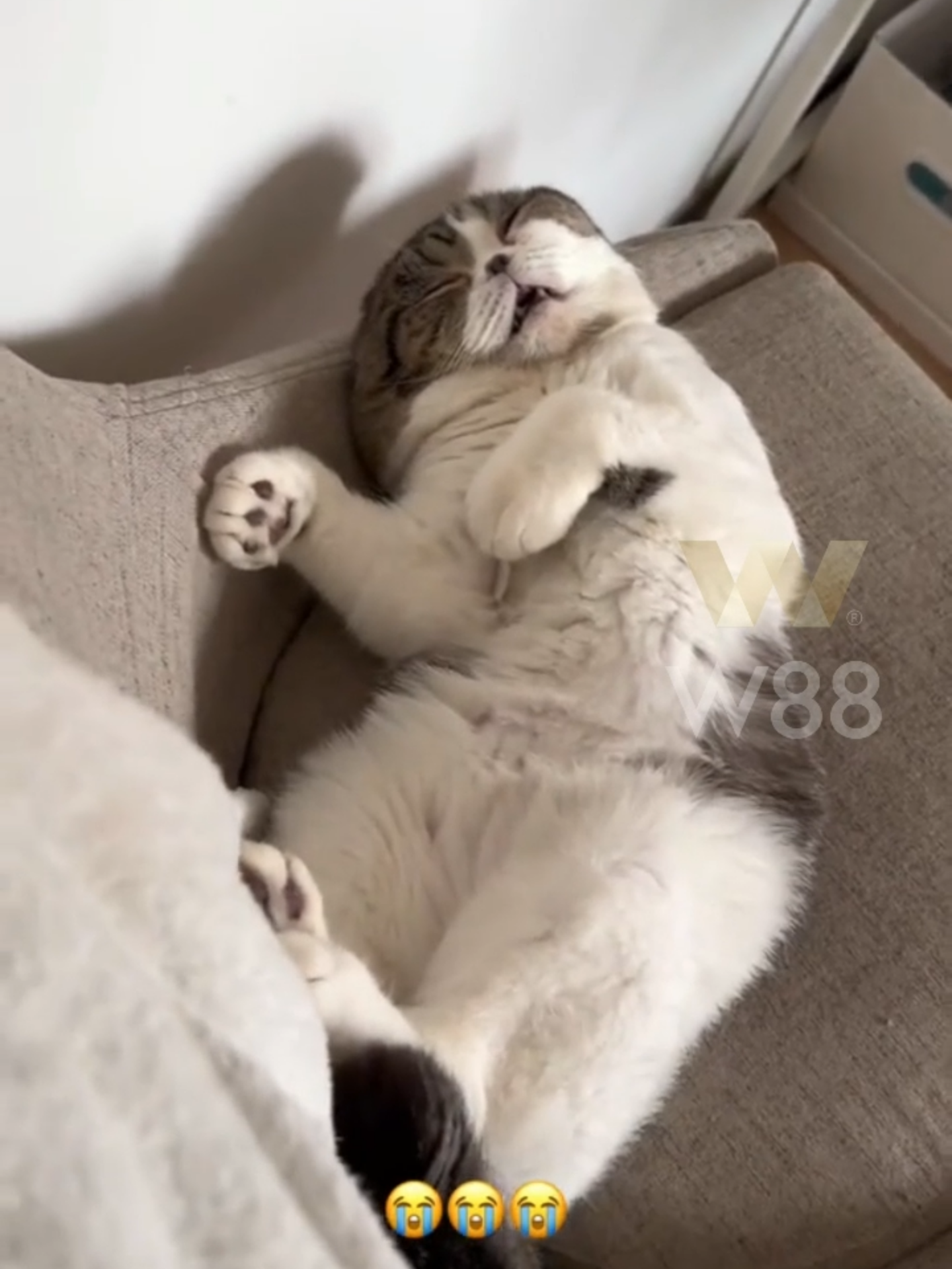 nhà mới có diễn viên mới #catlover #cat #cutecat #cutanimals #catvideos #catmeme #catfunny
