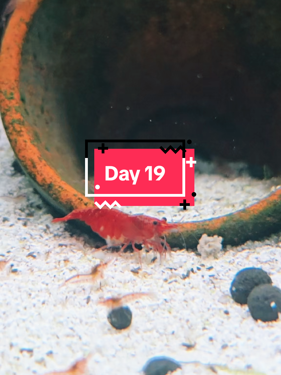 Day 19 of shrimp everyday #shrimp #shrimptok #aquarium #neocaridina #redcherry 