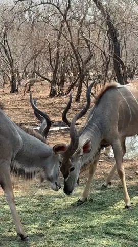 #safari #nature #gamedrive #gladyssafaris #wildlifephotography 