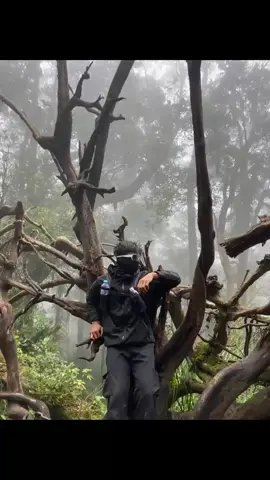 pemula #fyp #gunungtanggamus #tektok 