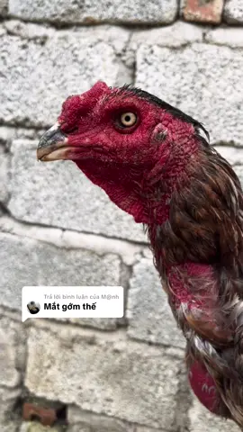 Trả lời @M@nh bố nó đó 