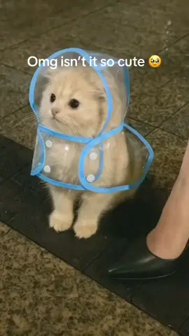 #fyp #kitten #cats #catslovers #meow #catlover #funnycat