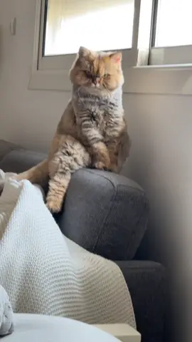 #قطط #قطط_كيوت_لطيفة #cat #cats #catlover 