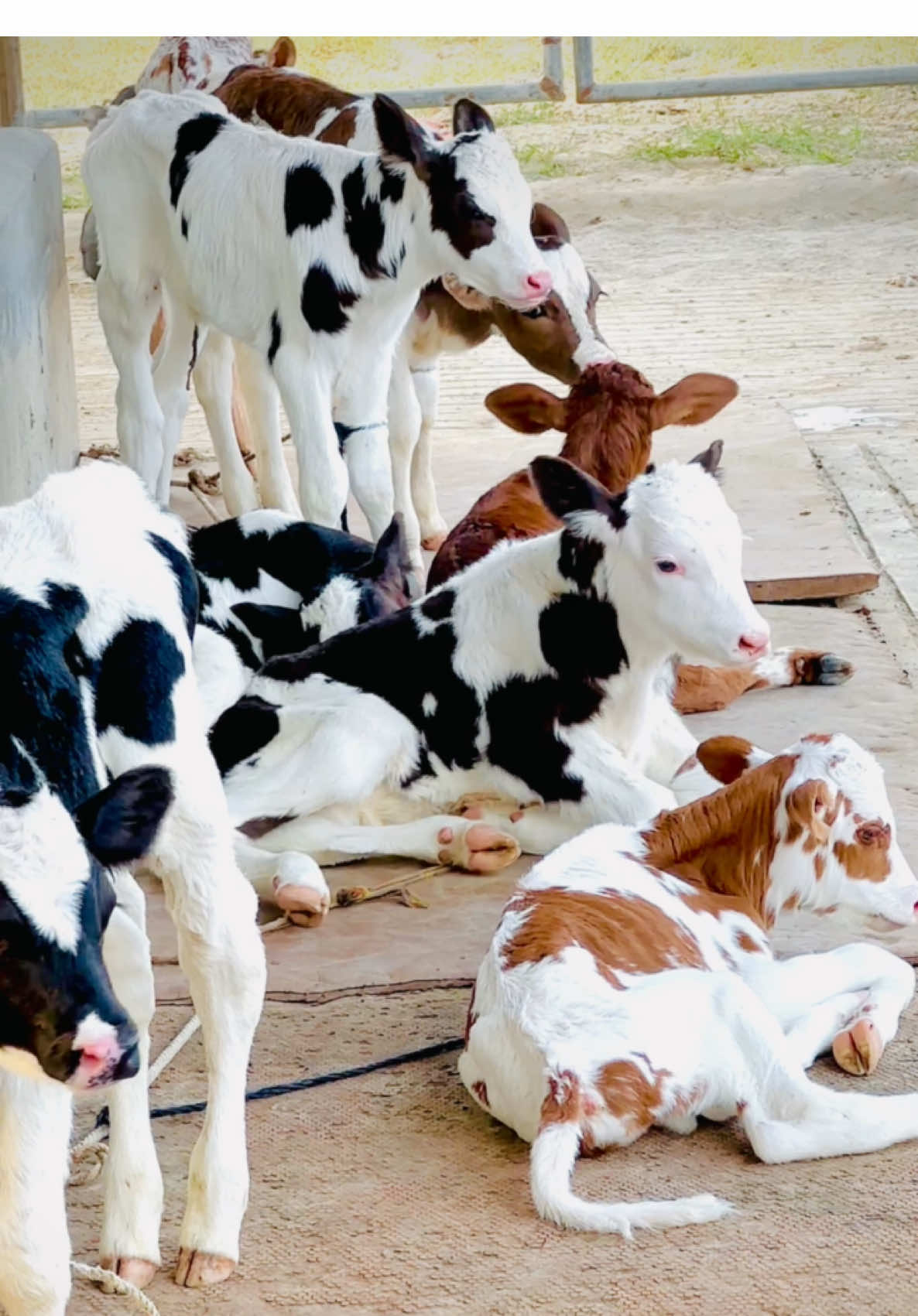 Say Mashallah #mehdidairyfarm #arsalmehdi #foryou #foryoupage #trending 