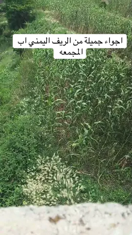 #صباحيات_جميلة من#الريف #اليمني اب حبيش المجمعه #fypシ゚ #اكسبلور 