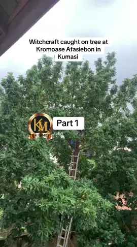 Witchcraft caught on tree at Kromoase Afasiebon #ghpolitics #fyp #trendingvideo #videoviral @Dr. Mahamudu Bawumia @Ohia Tv Online @Ghana Police Service 