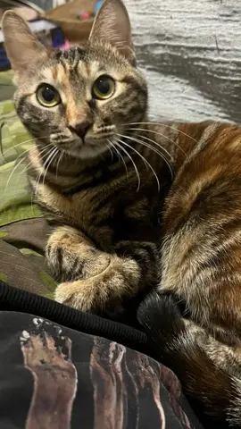 #cat #cute #catsoftiktok 