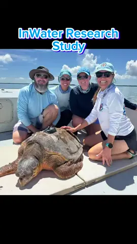 We were fortunate to join our colleagues at Inwater Research Group for a day on the water for their 2025 research trip this month near Big Pine Key, FL!  The team at Inwater Research Group is amazing and had a successful project in the Keys.  They captured and tagged 18 loggerheads and 1 green sea turtle. They also deployed SIX satellite tags on adult male loggerheads.  This IRG study site is home to a unique, high-density foraging ground for adult male loggerheads. By tracking these animals, they aim to gain a deeper understanding of their movements and behavior within this shallow seagrass habitat.  You can track these loggerhead sea turtles by following this link:   https://www.inwater.org/research/trackingseaturtles/ #stem #seaturtle  #marineconservation #satellitetelemetry #barnacleremoval  @TurtleBette @user1844407559348 