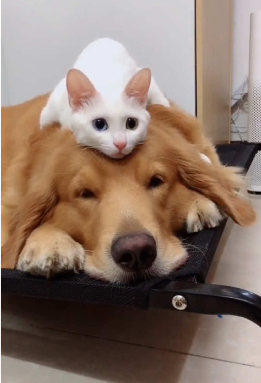 Cat and baby 🥰#dog #cat #pet #dogsoftiktok #catsoftiktok 