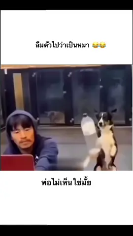 #คลิปตลก #fyp #funny #funnyvideos 