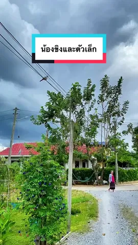 ขิงและตัวเล็ก #พริกขิงนกเขาชวา  #นกเขา #คนรักสัตว์ #สวนสัตว์บ้านแม่อ้อ 