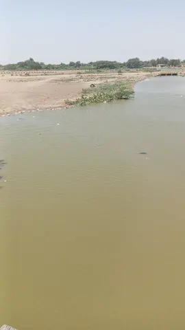 نهر النيل#سودانيز_تيك_توك_مشاهير_السودان🇸🇩 #فيضاان النيل #الدامر_عطبره_بربر_العبيديه_ابوحمد 