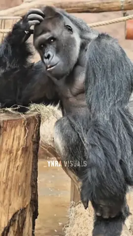 Gorila Galau Ditikung Spesies Sendiri 🐒💔 #komedi #fyp #videolucu #hewanlucu #parodikocak 