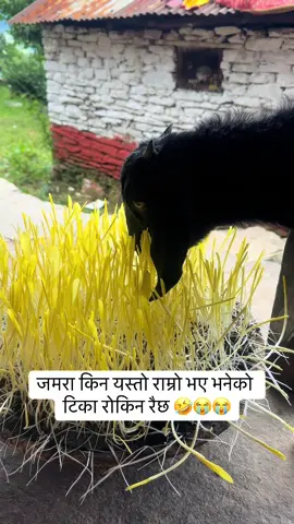 #goviral 