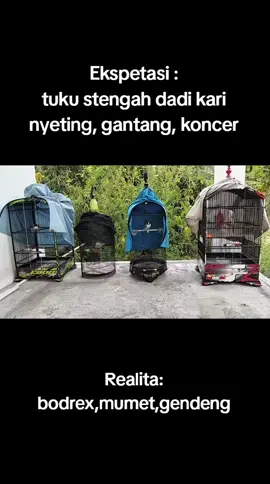 terno sontek😅🤭#fypシ #cendeters #cendetmaniaindonesia #sogonmaniaindonesia #lovebirdfighter 